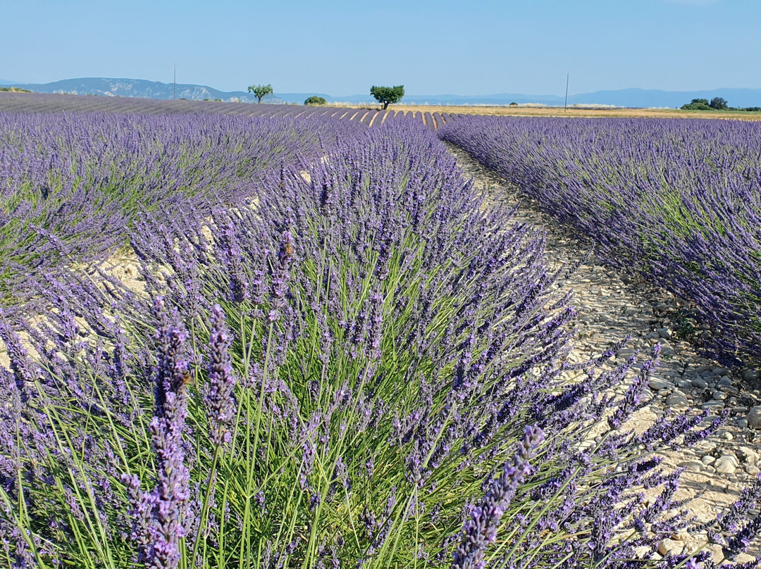 Plateau de Valensole-瓦朗索勒必去景点
