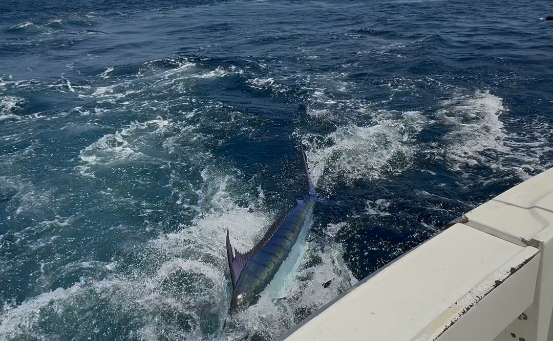 Fish Curacao Charter Fishing & Trips-威廉斯塔德必去景点