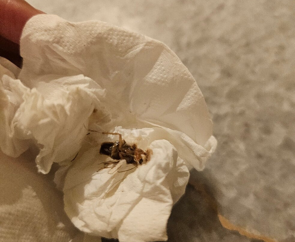罗斯霍尔伊贝罗斯塔精选套房酒店主图