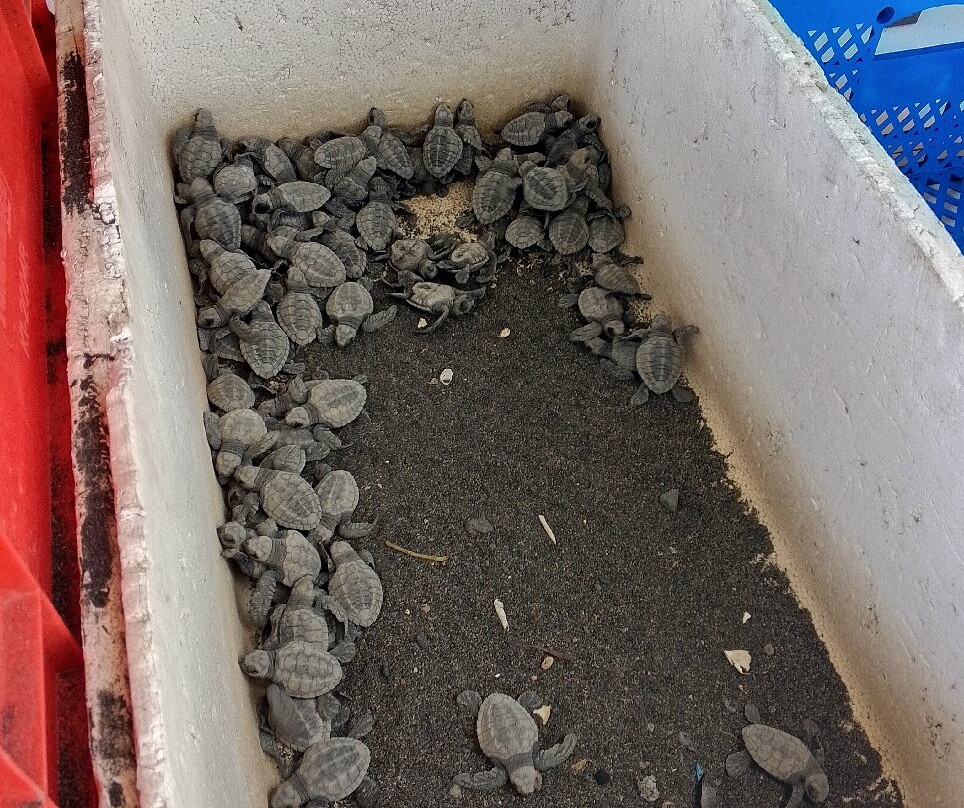 Saba Asri Turtles Conservation-布拉巴度必去景点