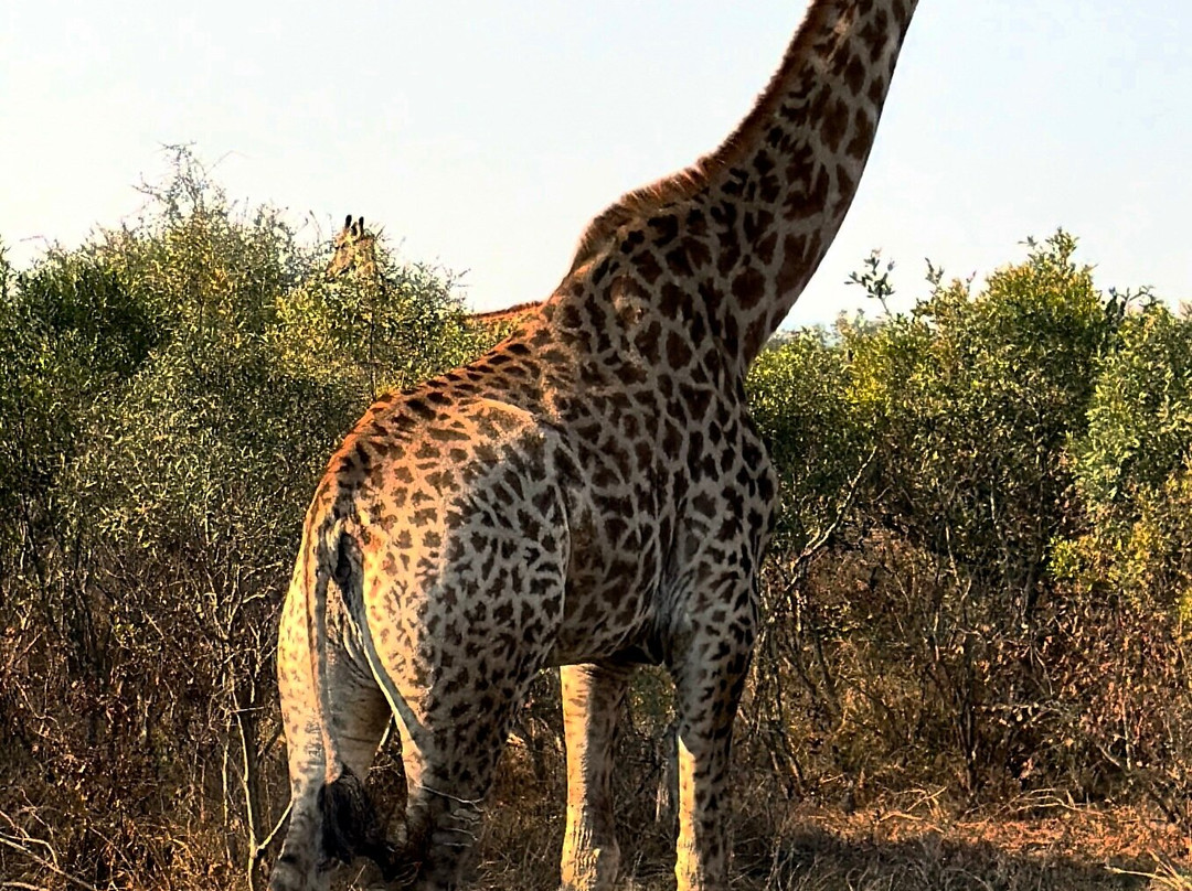 Kruger National Park Safari Specialists - Tours & Safaris-白河必去景点