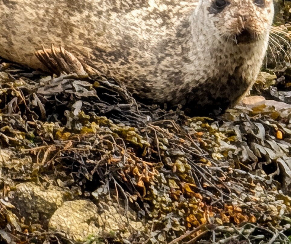Calum's Seal Trips-Plockton必去景点
