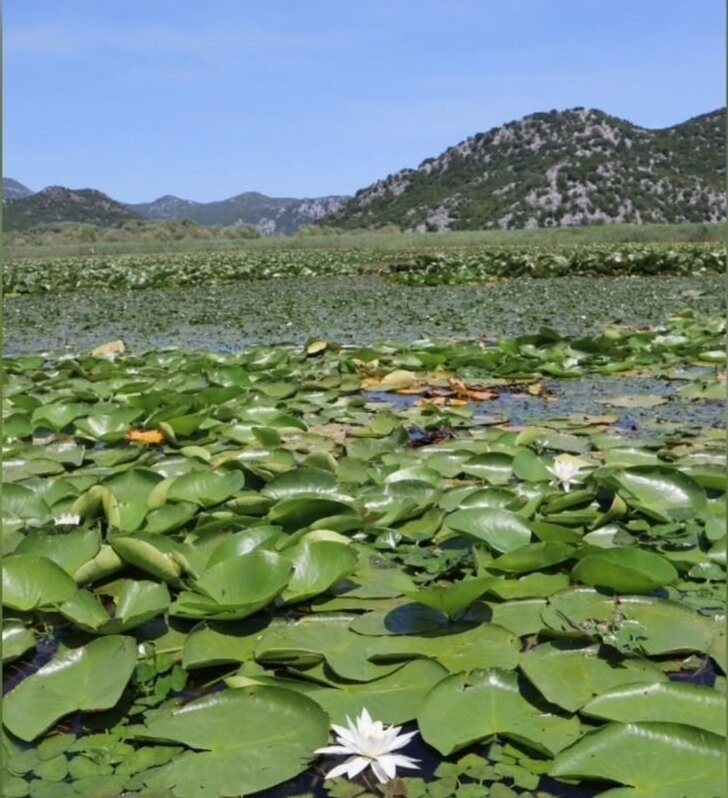 Skadar Lake Boat Tours "Sidro"-Rijeka Crnojevica必去景点