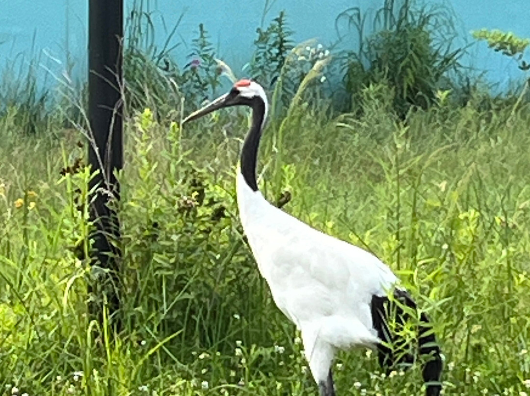 International Crane Foundation-巴拉布必去景点