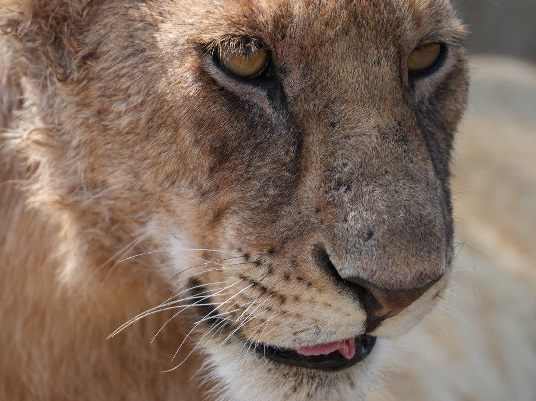 Great Serengeti Migration Safari Tour with TANZANIA SAFARI RADAR-Seronera必去景点