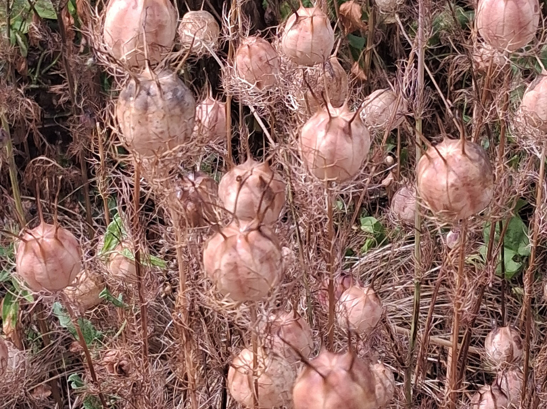 Kipling Gardens-Rottingdean必去景点