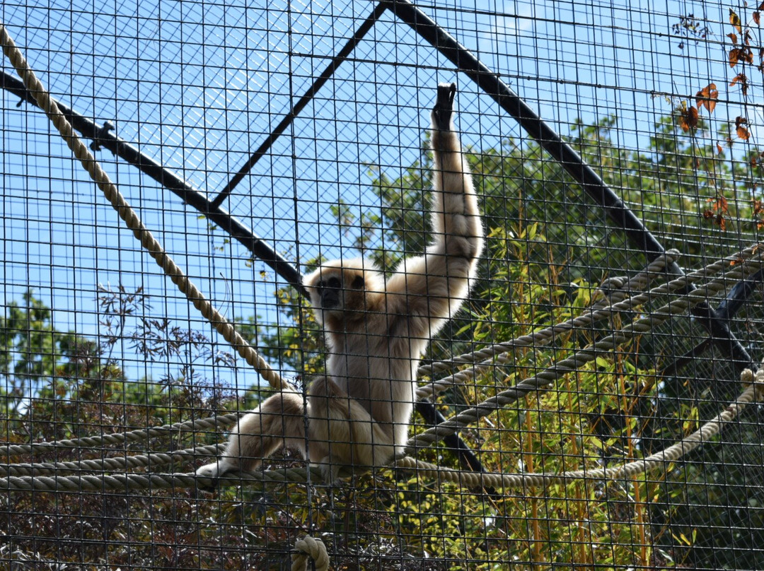 Welsh Mountain Zoo-科尔温湾必去景点