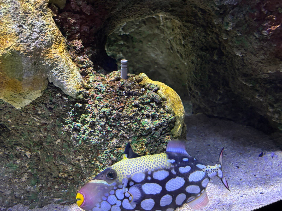 SEA LIFE Helsinki-赫尔辛基必去景点