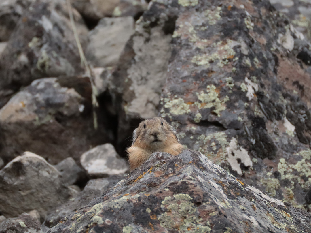 Yellowstone Wild-加德纳必去景点