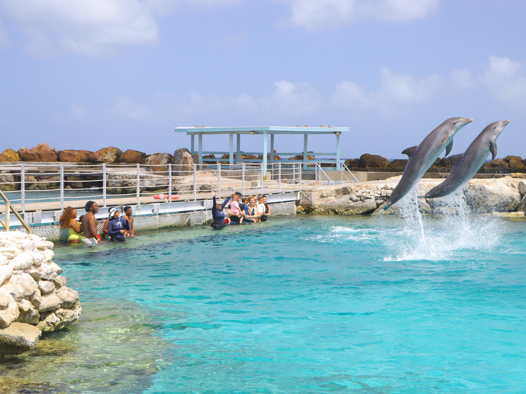 Dolphin Academy Curacao-威廉斯塔德必去景点