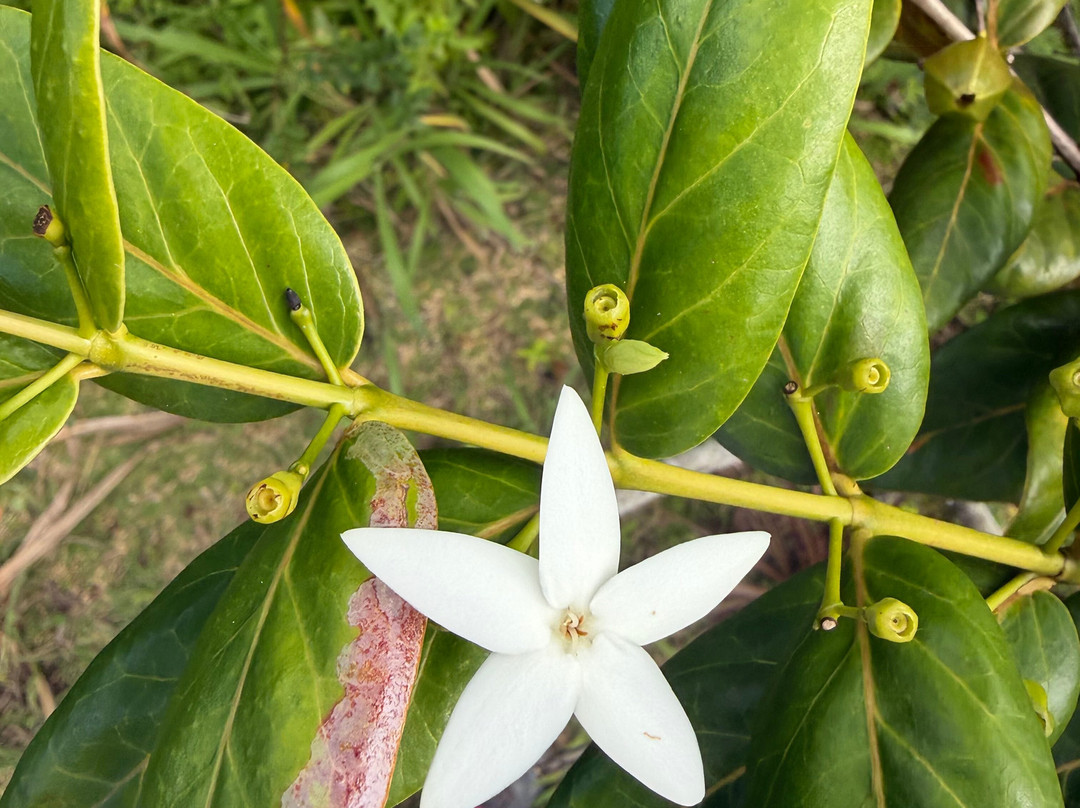 Grande Montagne Nature Reserve-罗德里格斯岛必去景点