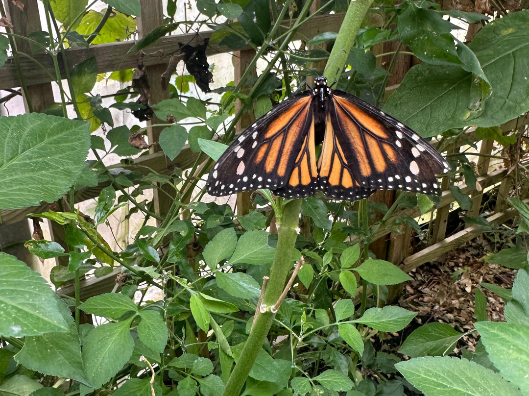 Stratford Butterfly Farm-埃文河畔斯特拉特福必去景点