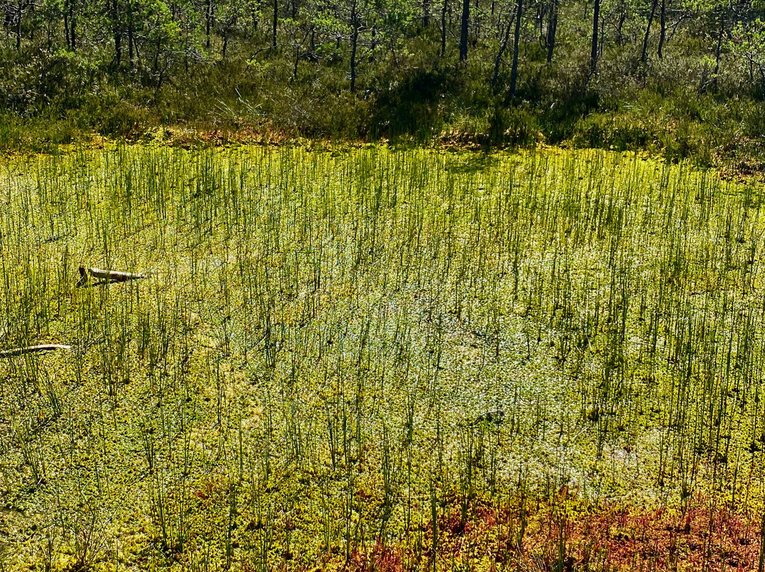 Viru Bog Trail-Kolga必去景点