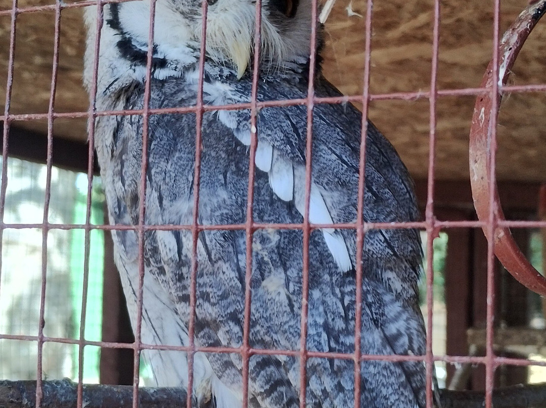 Exotic Pet Refuge-彼得伯勒必去景点
