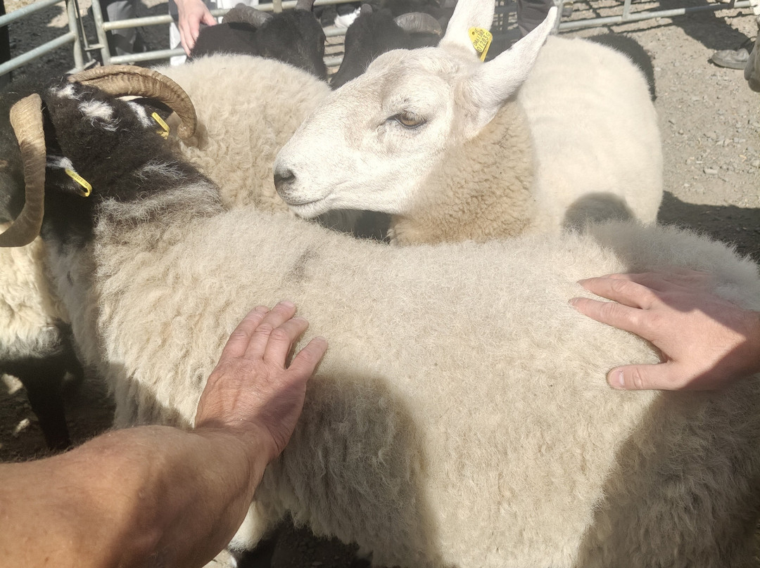 Sheep Smarts-Rathdrum必去景点