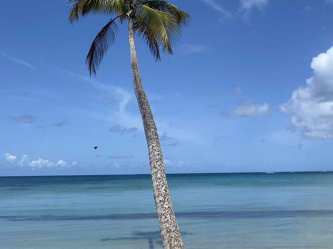 Plage des Salines-Sainte-Anne必去景点