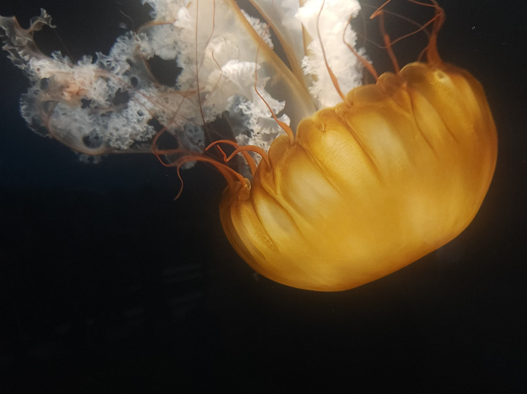 Great Lakes Aquarium-德卢斯必去景点