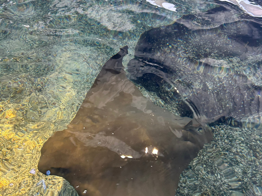 South Carolina Aquarium-查尔斯顿必去景点