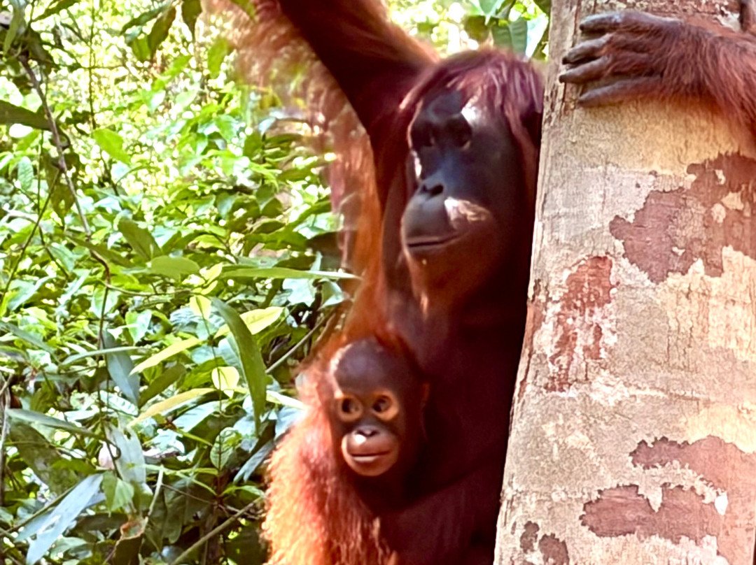 Dolphindo Tour Orangutan Tanjung Puting-Kumai必去景点