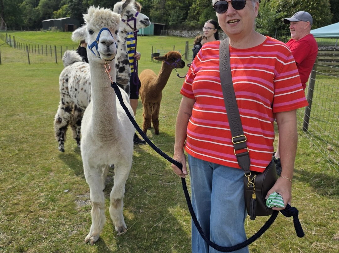 Bardsea Alpacas And Llamas-Bardsea必去景点