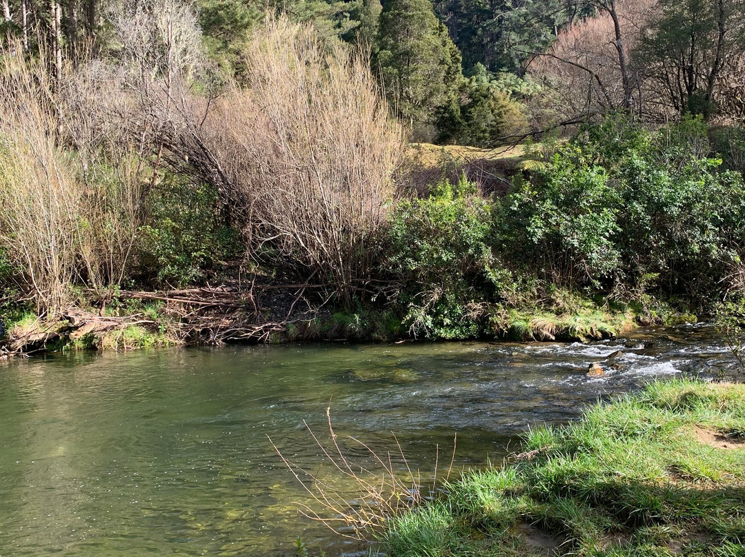 Riwaka Resurgence-Kahurangi National Park必去景点