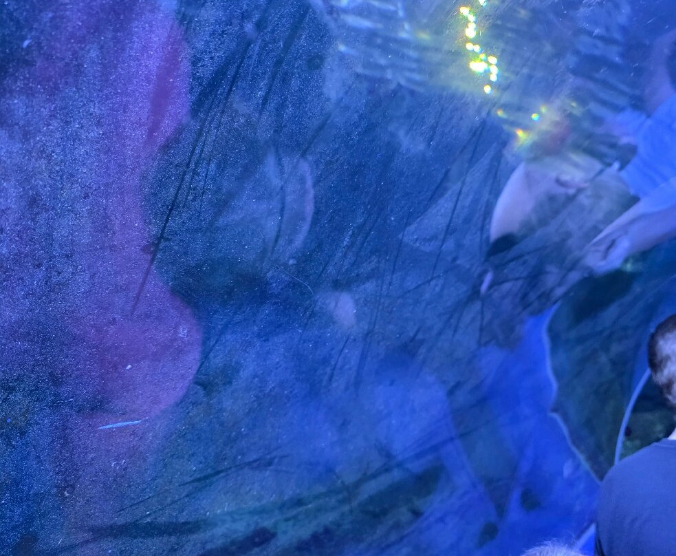 Blue Planet Aquarium-埃尔斯米尔港必去景点