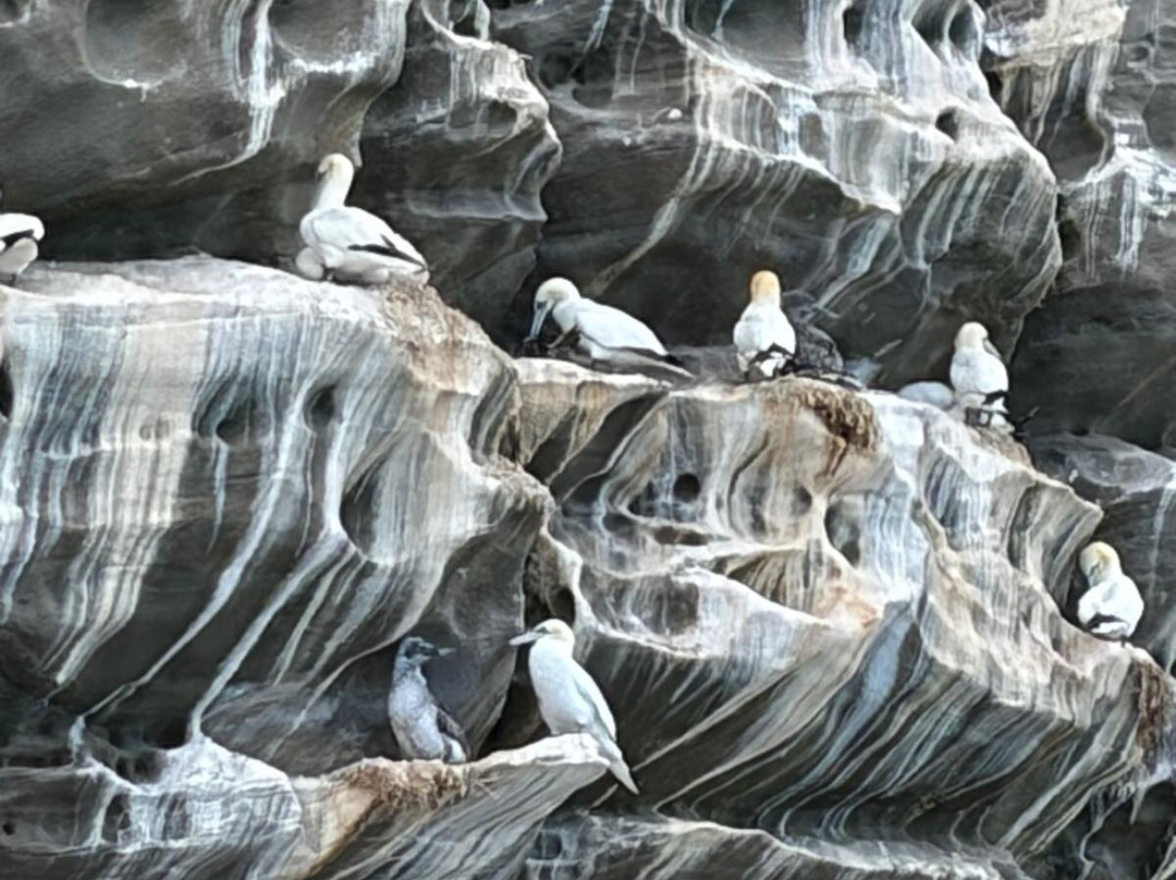Shetland Seabird Tours - The Noss Boat-Lerwick必去景点