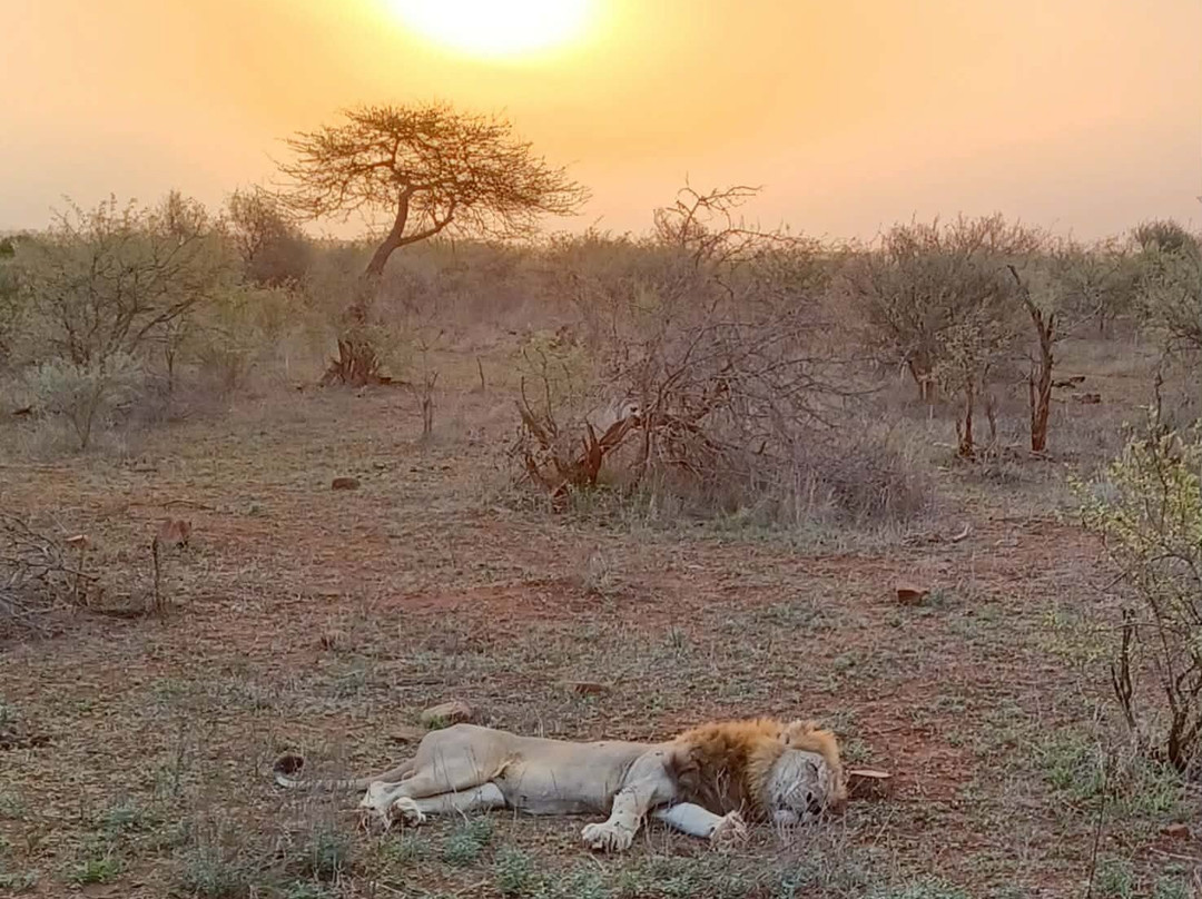 Kruger National Park-尼斯普鲁特必去景点