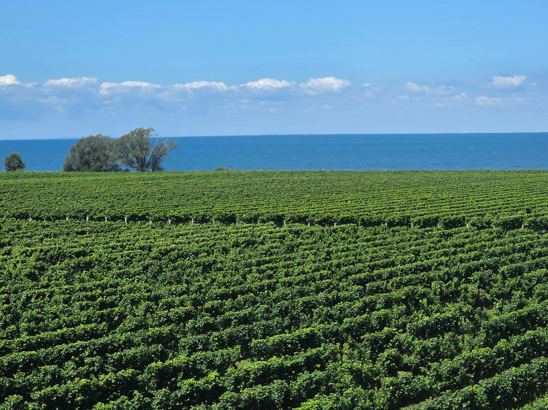 Reif Estate Winery-滨湖尼亚加拉必去景点