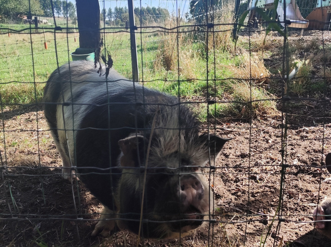 La Ligule - Cottages and Children's Farm