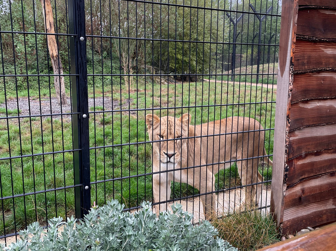 The Big Cat Sanctuary-Smarden必去景点