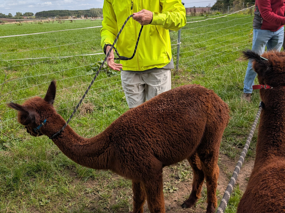Charnwood Forest Alpacas-Boundary必去景点