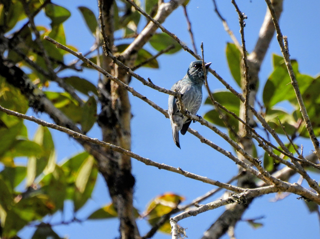 Tentena wildlife tour and Lorelindu national park-Tentena必去景点