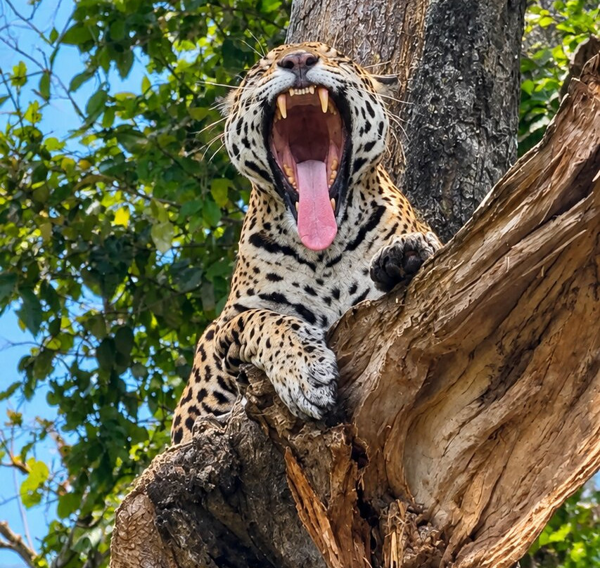 Pantanal Vip Service Turismo-Varzea Grande必去景点