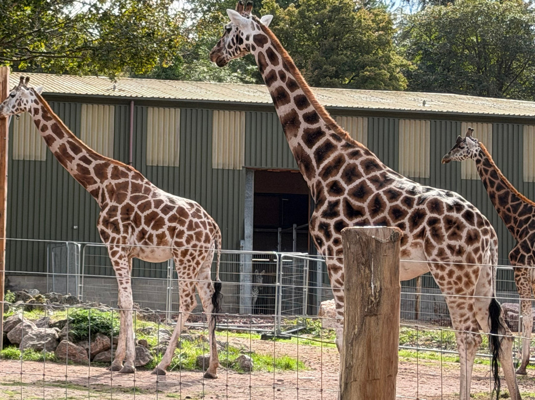 Paignton Zoo Environmental Park-佩恩顿必去景点