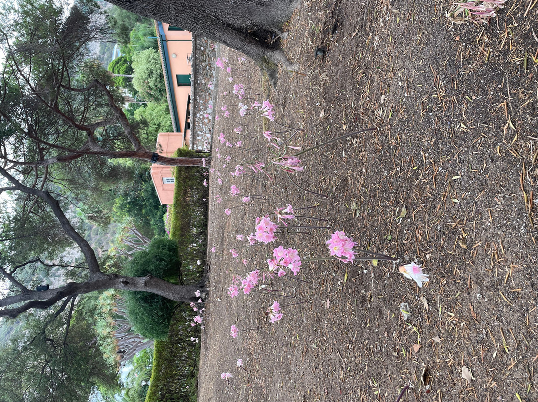 Gibraltar Botanic Gardens (The Alameda)-直布罗陀必去景点
