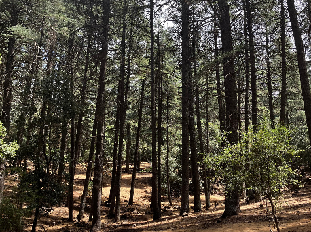 Azrou Cedar Forest-Azrou必去景点