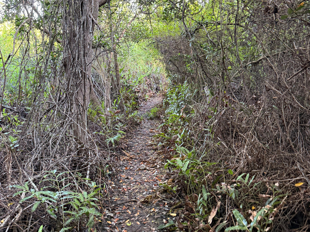 Mastic Trail-大开曼岛必去景点