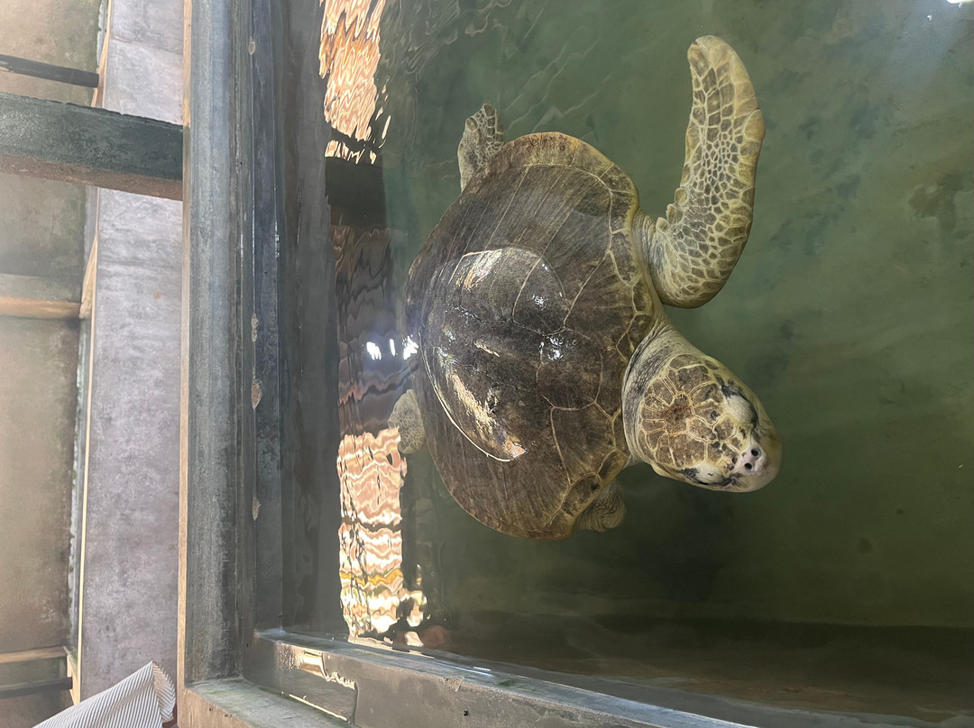 Kosgoda Sea Turtle Conservation Project-科斯戈德必去景点