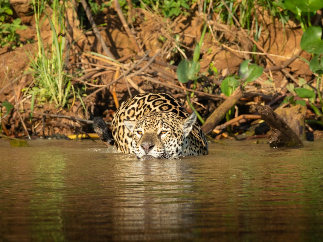 Olsen Photo Tours - Wildlife Experiences-Porto Jofre必去景点
