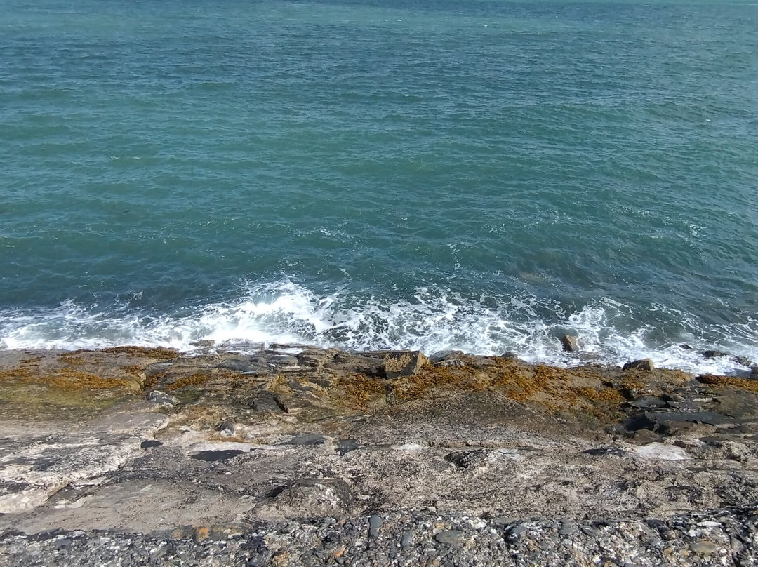 SeaMor Dolphin Watching Boat Trip-纽基必去景点