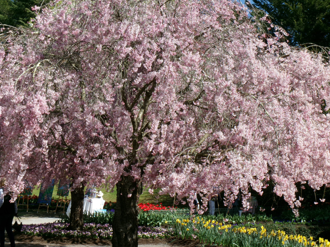 Tulip Top Gardens-Sutton必去景点