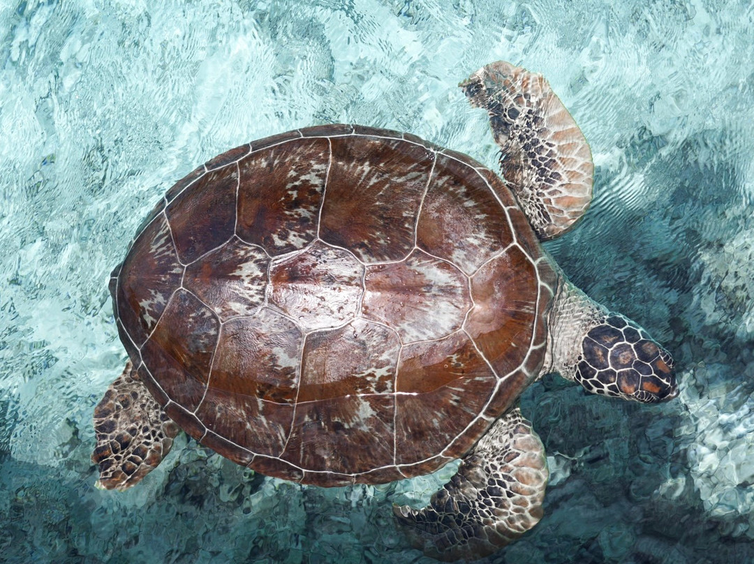 Eco Center Bora Bora-波拉波拉岛必去景点