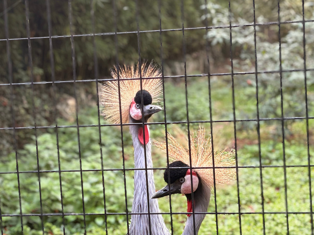 ZooParc de Beauval-圣艾尼昂必去景点