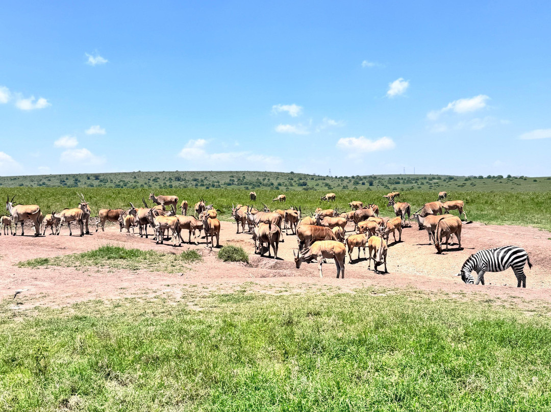 Maasai Mara Safaris-内罗毕必去景点