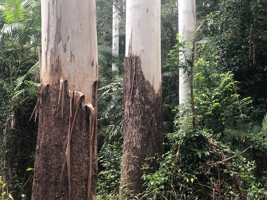 Yarrahapinni Lookout-Yarrahapinni必去景点