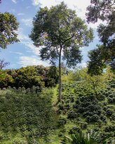 Cafe de Altura-Quimbaya必去景点