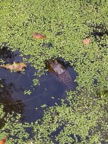 Fort King Site historic replica-奥卡拉必去景点