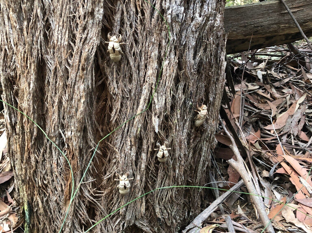 Valley Heights Fire Trail-Valley Heights必去景点