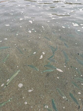 Spiaggia Cala Sarraina-Trinita d'Agultu e Vignola必去景点